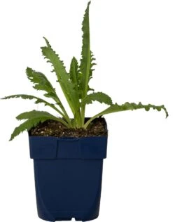 Papaver (Papaver Orientalis 'Salmon Glow') D 11 H 80 Cm