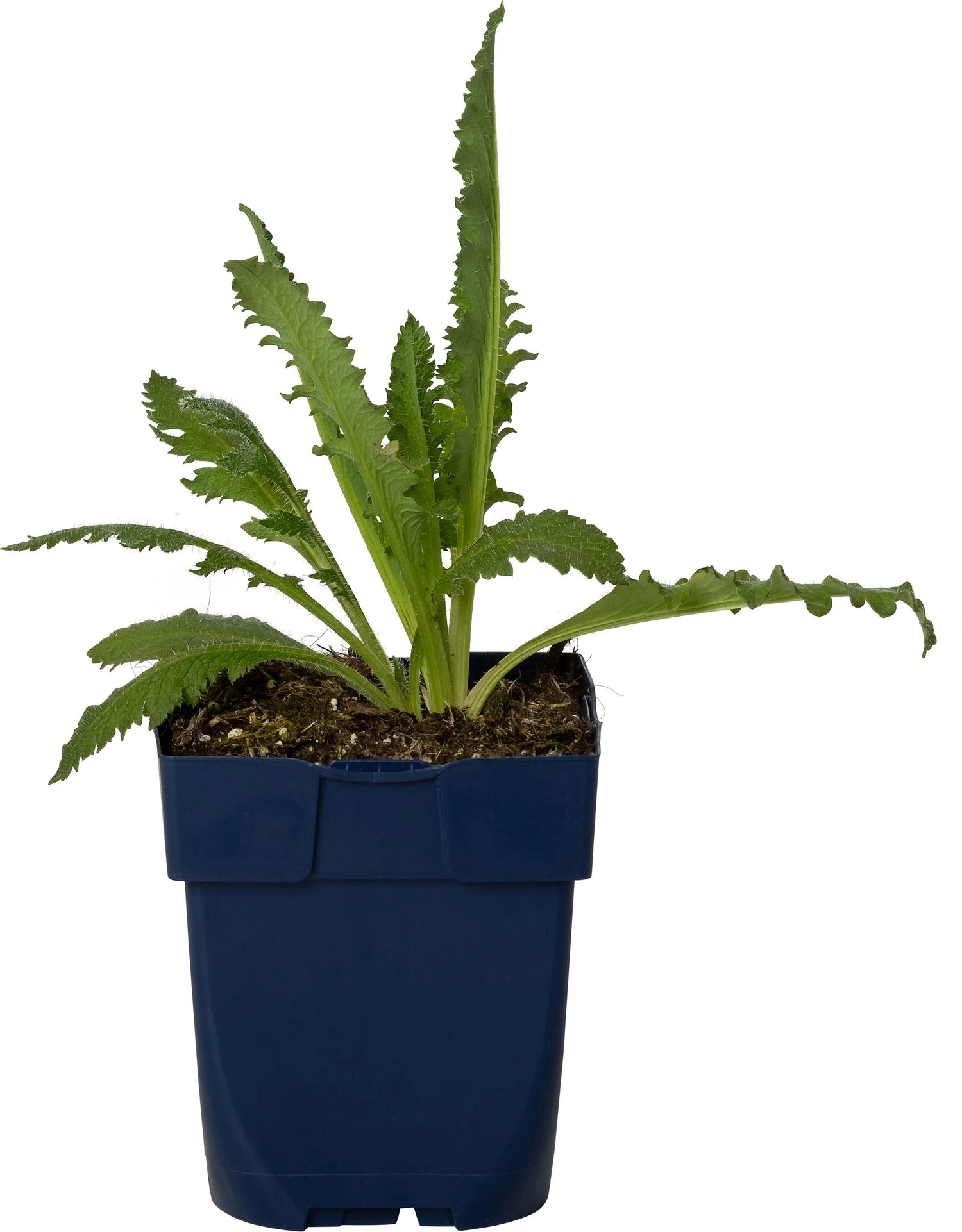 Papaver (Papaver Orientalis 'Salmon Glow') D 11 H 80 Cm 3 Papaver (Papaver Orientalis 'Salmon Glow') D 11 H 80 Cm