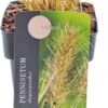Lampenpoetsersgras (Pennisetum Alopecuroides 'Little Bunny') D 17 H 10 Cm 1 Lampenpoetsersgras (Pennisetum Alopecuroides 'Little Bunny') D 17 H 10 Cm -Tuin Planten Winkel 8713469616843