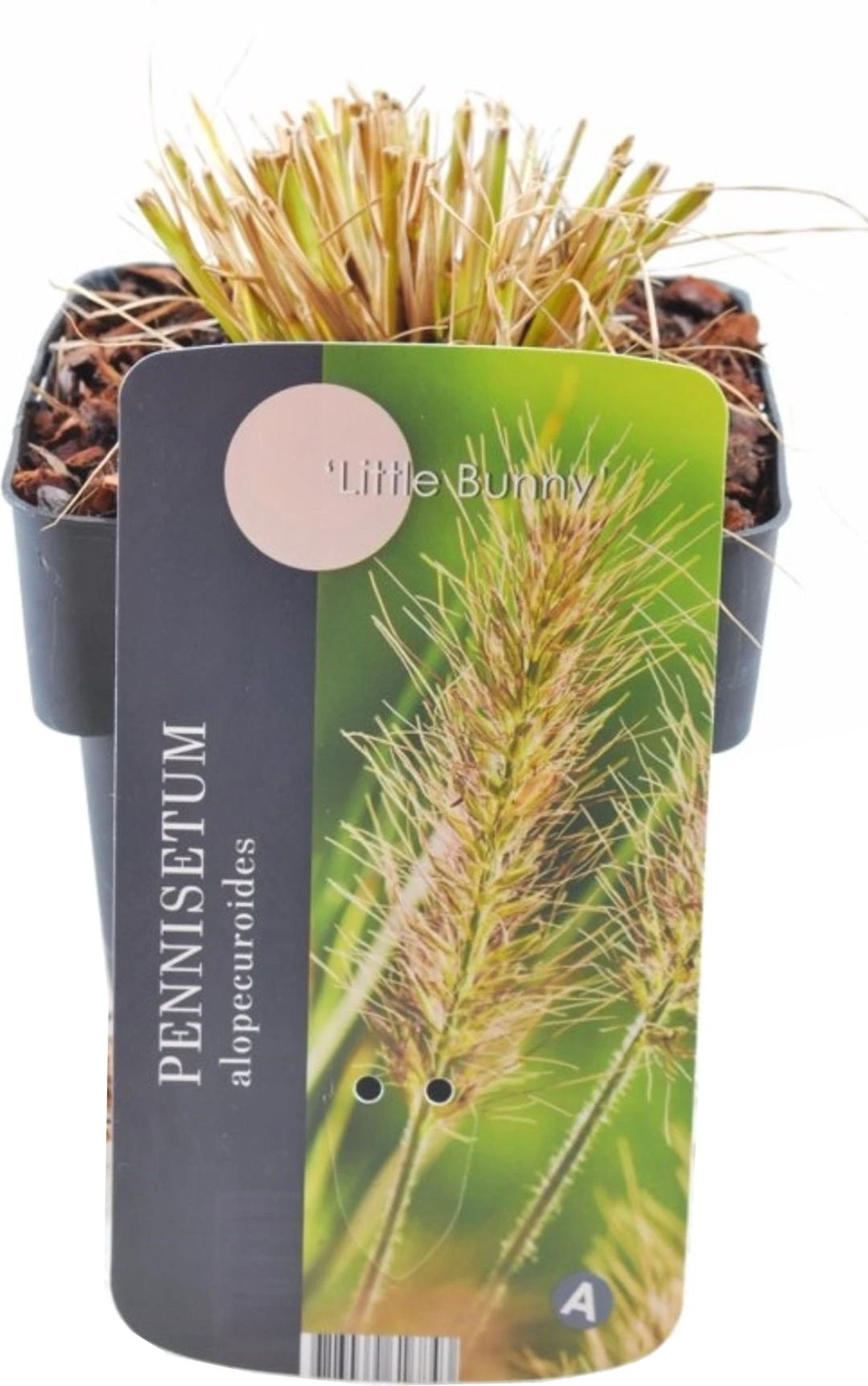 Lampenpoetsersgras (Pennisetum Alopecuroides 'Little Bunny') D 17 H 10 Cm 3 Lampenpoetsersgras (Pennisetum Alopecuroides 'Little Bunny') D 17 H 10 Cm