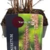 Lampenpoetsersgras (Pennisetum Orientalis 'Karley Rose') D 17 H 10 Cm 2 Lampenpoetsersgras (Pennisetum Orientalis 'Karley Rose') D 17 H 10 Cm -Tuin Planten Winkel 8713469617529