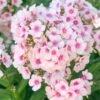 Vlambloem (Phlox Paniculata 'Bright Eyes') D 11 H 75 Cm 1 Vlambloem (Phlox Paniculata 'Bright Eyes') D 11 H 75 Cm -Tuin Planten Winkel 8713469630832