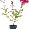Vlambloem (Phlox 'Starfire') D 11 H 10 Cm 1 Vlambloem (Phlox 'Starfire') D 11 H 10 Cm -Tuin Planten Winkel 8713469639613 2 1