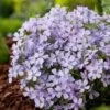 Kruipphlox (Phlox Subulata 'Benita') D 11 H 10 Cm -Tuin Planten Winkel 8713469641111