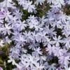 Kruipphlox (Phlox Subulata 'Cushion Blue') D 11 H 20 Cm 1 Kruipphlox (Phlox Subulata 'Cushion Blue') D 11 H 20 Cm -Tuin Planten Winkel 8713469641654 3 1