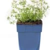Kruipphlox (Phlox Subulata 'Maischnee') D 11 H 10 Cm -Tuin Planten Winkel 8713469641838
