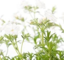 Kruipphlox (Phlox Subulata 'Maischnee') D 11 H 10 Cm 5 Kruipphlox (Phlox Subulata 'Maischnee') D 11 H 10 Cm -Tuin Planten Winkel 8713469641838 1 1