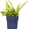 Nestvaren (Asplenium Scolopendrium) D 11 H 10 Cm 1 Nestvaren (Asplenium Scolopendrium) D 11 H 10 Cm -Tuin Planten Winkel 8713469644167 2 1
