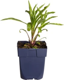 Scharnierplant (Physostegia Virginiana 'Bouquet Rose') D 11 H 80 Cm 3 Scharnierplant (Physostegia Virginiana 'Bouquet Rose') D 11 H 80 Cm