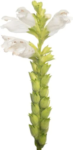 Scharnierplant (Physostegia Virginiana 'Summer Snow') D 11 H 80 Cm 6 Scharnierplant (Physostegia Virginiana 'Summer Snow') D 11 H 80 Cm -Tuin Planten Winkel 8713469648998 1 2