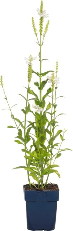 Scharnierplant (Physostegia Virginiana 'Summer Snow') D 11 H 80 Cm 7 Scharnierplant (Physostegia Virginiana 'Summer Snow') D 11 H 80 Cm -Tuin Planten Winkel 8713469648998 2