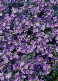 Jacobsladder (Polemonium Reptans) D 11 H 50 Cm 3 Jacobsladder (Polemonium Reptans) D 11 H 50 Cm