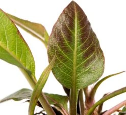 Duizendknoop (Persicaria Amplexicaulis 'Rosea') D 11 H 10 Cm 5 Duizendknoop (Persicaria Amplexicaulis 'Rosea') D 11 H 10 Cm -Tuin Planten Winkel 8713469656535 2 1