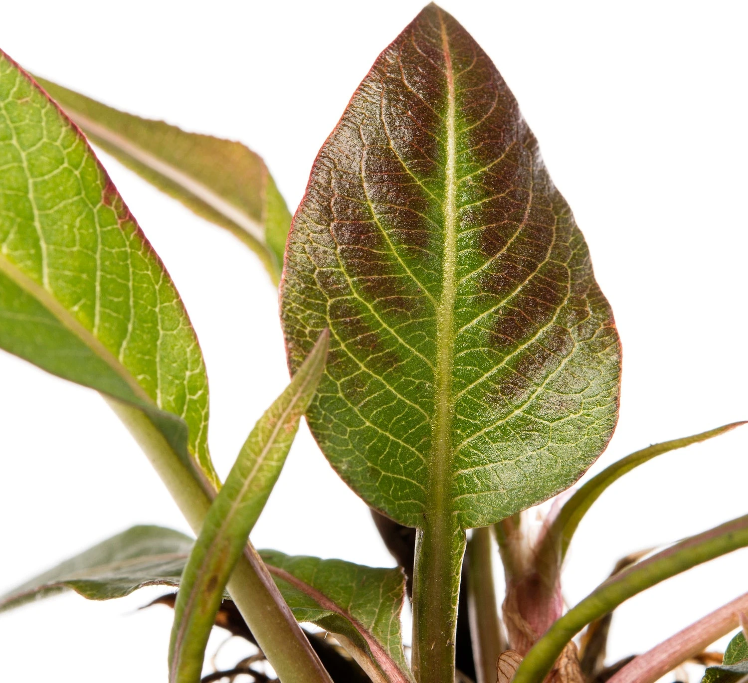 Duizendknoop (Persicaria Amplexicaulis 'Rosea') D 11 H 10 Cm 4 Duizendknoop (Persicaria Amplexicaulis 'Rosea') D 11 H 10 Cm - Afbeelding 2