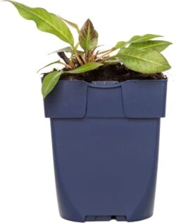 Duizendknoop (Persicaria Amplexicaulis 'Rosea') D 11 H 10 Cm