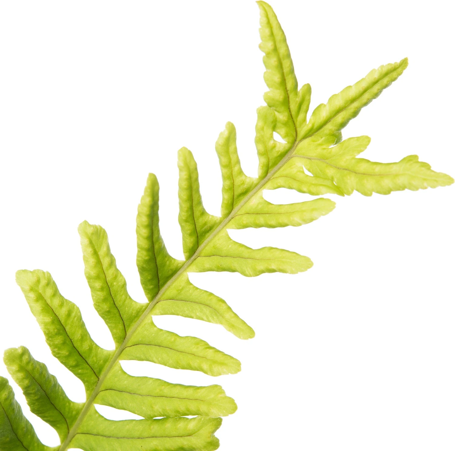 Gewone Eikvaren (Polypodium Vulgare) D 11 H 10 Cm 4 Gewone Eikvaren (Polypodium Vulgare) D 11 H 10 Cm - Afbeelding 2