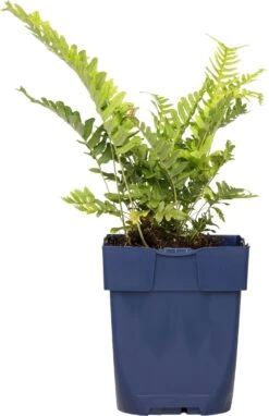 Gewone Eikvaren (Polypodium Vulgare) D 11 H 10 Cm