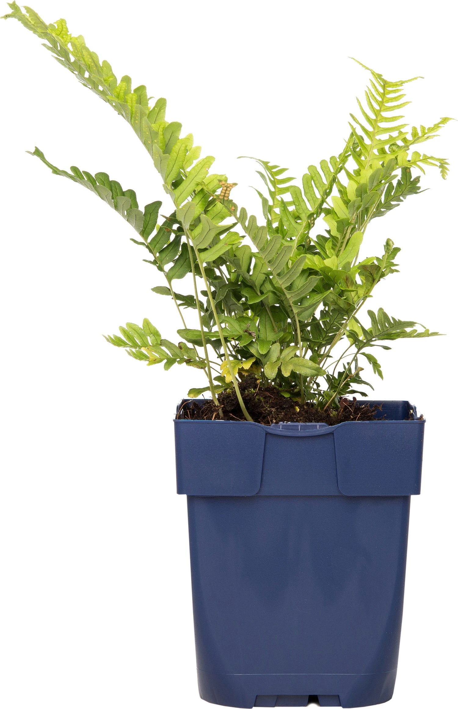 Gewone Eikvaren (Polypodium Vulgare) D 11 H 10 Cm 3 Gewone Eikvaren (Polypodium Vulgare) D 11 H 10 Cm