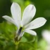 Pratia (Pratia Angulata 'Treadwellii') D 11 H 10 Cm -Tuin Planten Winkel 8713469662901 3 1