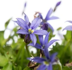 Pratia (Pratia Pedunculata 'County Park') D 11 H 10 Cm 5 Pratia (Pratia Pedunculata 'County Park') D 11 H 10 Cm -Tuin Planten Winkel 8713469663106 2 1