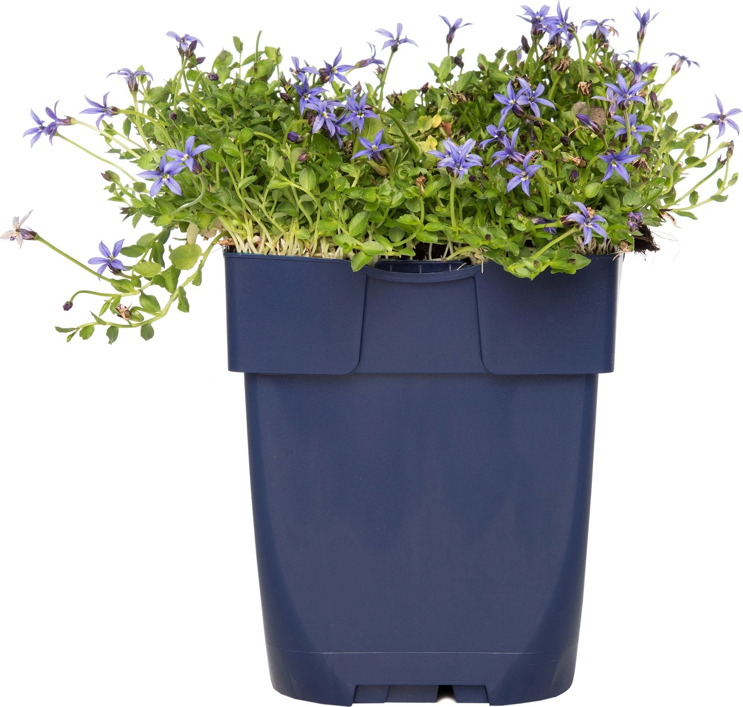 Pratia (Pratia Pedunculata 'County Park') D 11 H 10 Cm 3 Pratia (Pratia Pedunculata 'County Park') D 11 H 10 Cm