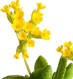 Gulden Sleutelbloem (Primula Veris) D 11 H 10 Cm 5 Gulden Sleutelbloem (Primula Veris) D 11 H 10 Cm -Tuin Planten Winkel 8713469671545 2