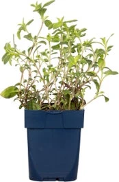 Zeepkruid (Saponaria Officinalis) D 11 H 15 Cm