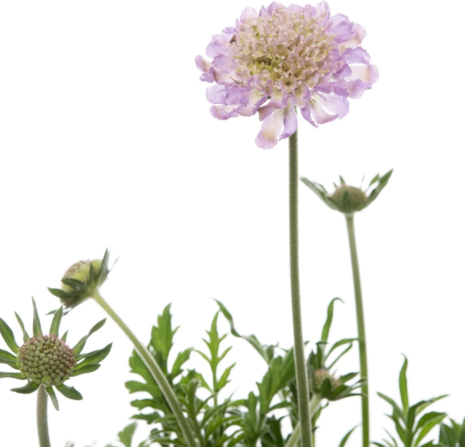Duifkruid (Scabiosa Columbaria) D 15 H 15 Cm 4 Duifkruid (Scabiosa Columbaria) D 15 H 15 Cm - Afbeelding 2