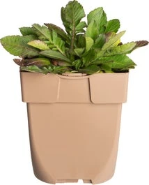 Duifkruid (Scabiosa Columbaria) D 11 H 10 Cm