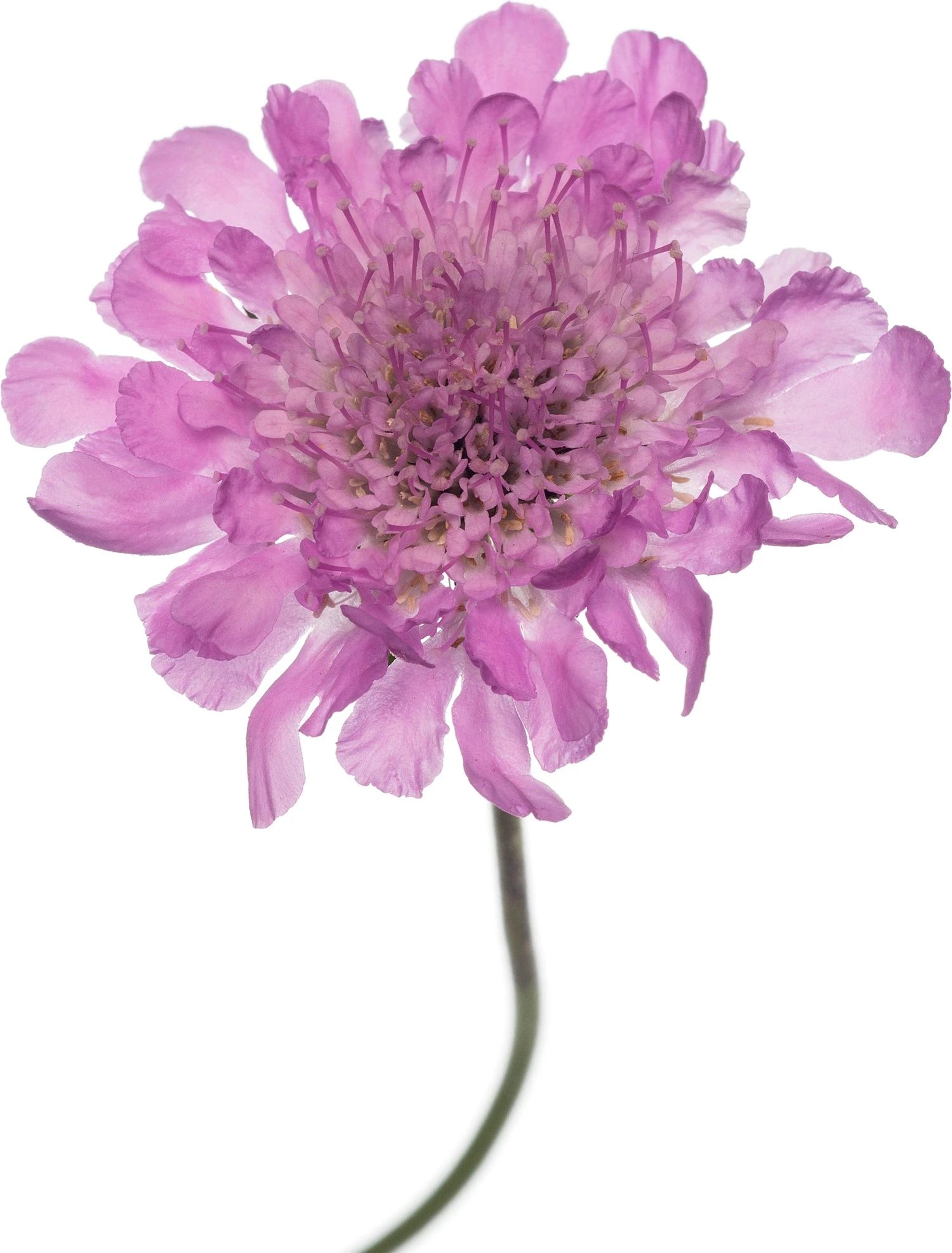 Duifkruid (Scabiosa Columbaria 'Pink Mist') D 11 H 10 Cm 4 Duifkruid (Scabiosa Columbaria 'Pink Mist') D 11 H 10 Cm - Afbeelding 2