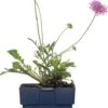 Duifkruid (Scabiosa Columbaria 'Pink Mist') D 11 H 10 Cm 2 Duifkruid (Scabiosa Columbaria 'Pink Mist') D 11 H 10 Cm -Tuin Planten Winkel 8713469734202 3 1