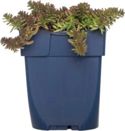 Vetkruid (Sedum Album 'Coral Carpet') D 11 H 10 Cm