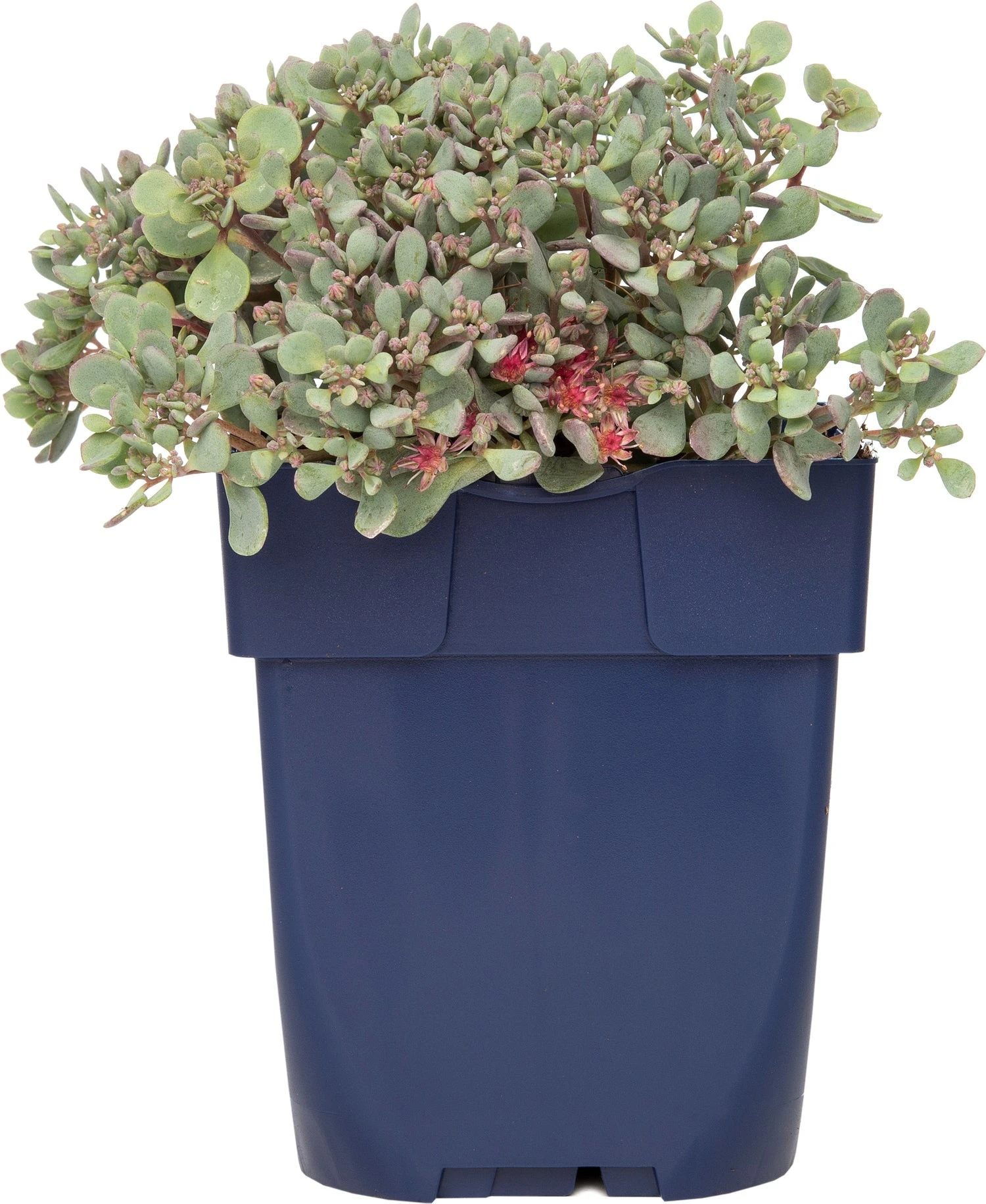 Vetkruid (Sedum Cauticola 'Lidakense') D 11 H 10 Cm 3 Vetkruid (Sedum Cauticola 'Lidakense') D 11 H 10 Cm