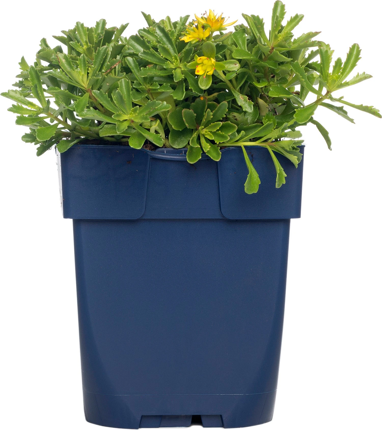 Vetkruid (Sedum Floriferum 'Weihenstephaner Gold') D 11 H 15 Cm 3 Vetkruid (Sedum Floriferum 'Weihenstephaner Gold') D 11 H 15 Cm