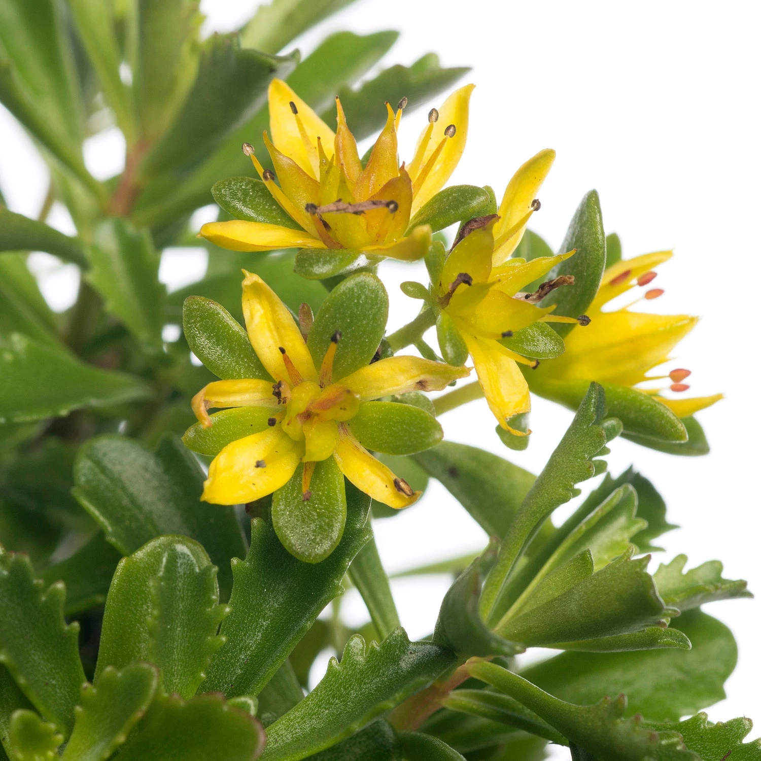 Vetkruid (Sedum Floriferum 'Weihenstephaner Gold') D 11 H 15 Cm 4 Vetkruid (Sedum Floriferum 'Weihenstephaner Gold') D 11 H 15 Cm - Afbeelding 2