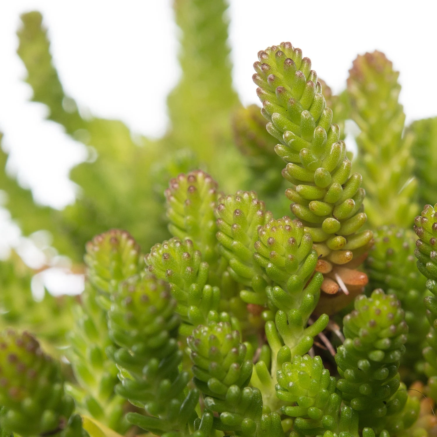 Vetkruid (Sedum Sexangulare) D 11 H 10 Cm 4 Vetkruid (Sedum Sexangulare) D 11 H 10 Cm - Afbeelding 2