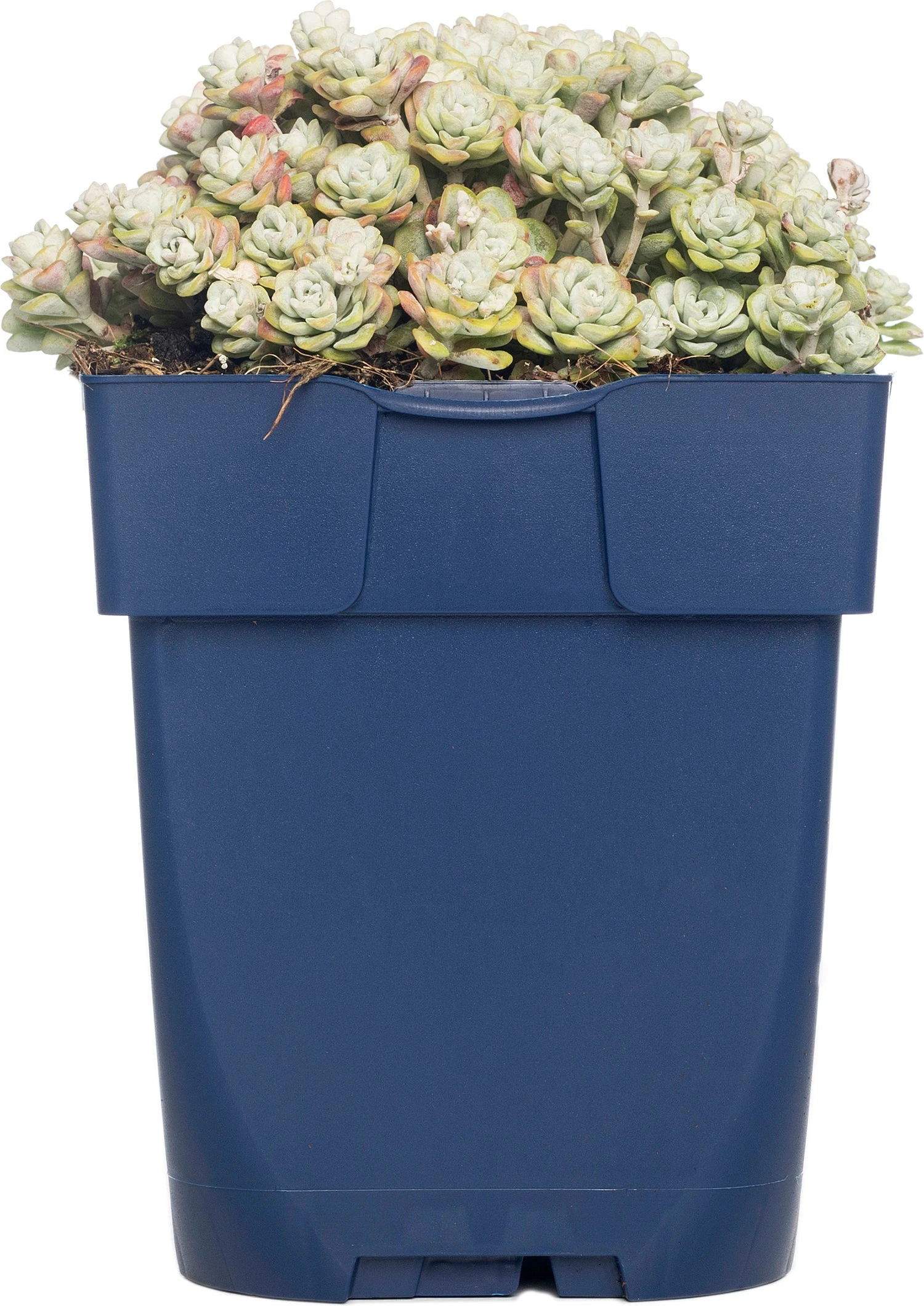 Vetkruid (Sedum Spathulifolium 'Cape Blanco') D 11 H 10 Cm 3 Vetkruid (Sedum Spathulifolium 'Cape Blanco') D 11 H 10 Cm