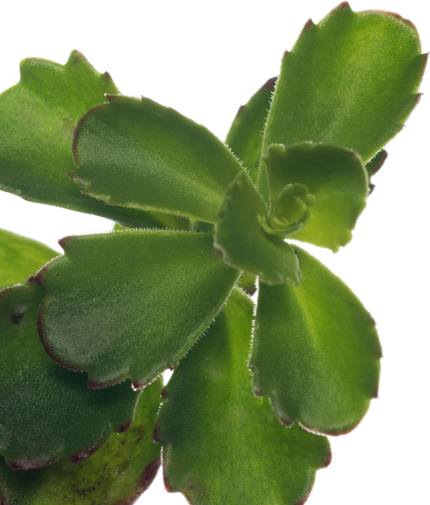 Vetkruid (Sedum Spurium 'Schorbuser Blut') D 11 H 10 Cm 4 Vetkruid (Sedum Spurium 'Schorbuser Blut') D 11 H 10 Cm - Afbeelding 2