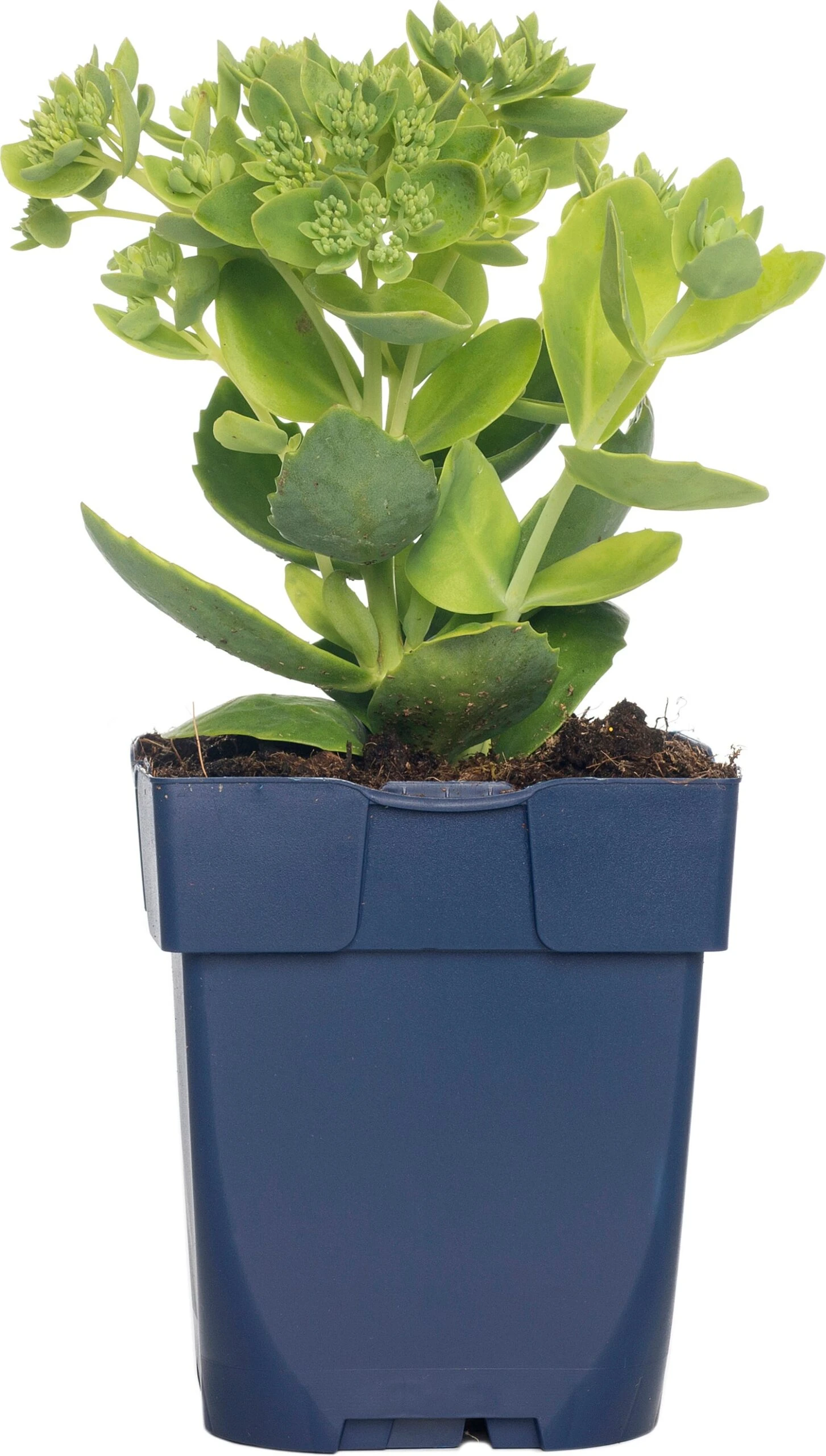 Hemelsleutel (Sedum Hybrida 'Herbstfreude') D 11 H 10 Cm 3 Hemelsleutel (Sedum Hybrida 'Herbstfreude') D 11 H 10 Cm