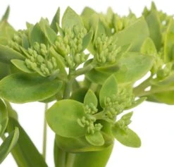 Hemelsleutel (Sedum Hybrida 'Herbstfreude') D 11 H 10 Cm 5 Hemelsleutel (Sedum Hybrida 'Herbstfreude') D 11 H 10 Cm -Tuin Planten Winkel 8713469742856 2 1