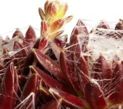 Huislook (Sempervivum) D 11 H 15 Cm -Tuin Planten Winkel 8713469754880 2