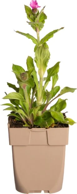 Dagkoekoeksbloem (Silene Dioica) D 11 H 10 Cm