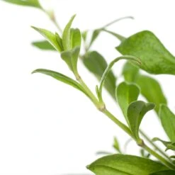 Lijmkruid (Silene Schafta) D 11 H 10 Cm -Tuin Planten Winkel 8713469759977 2