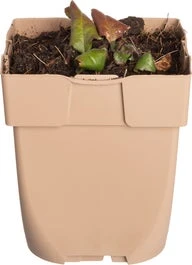 Echte Guldenroede (Solidago Virgaurea) D 11 H 10 Cm 3 Echte Guldenroede (Solidago Virgaurea) D 11 H 10 Cm