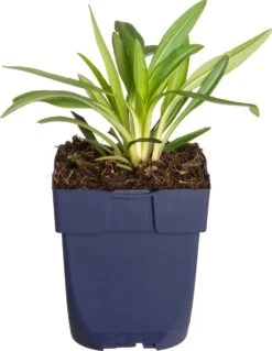 Korenbloemaster (Stokesia Laevis) D 11 H 40 Cm