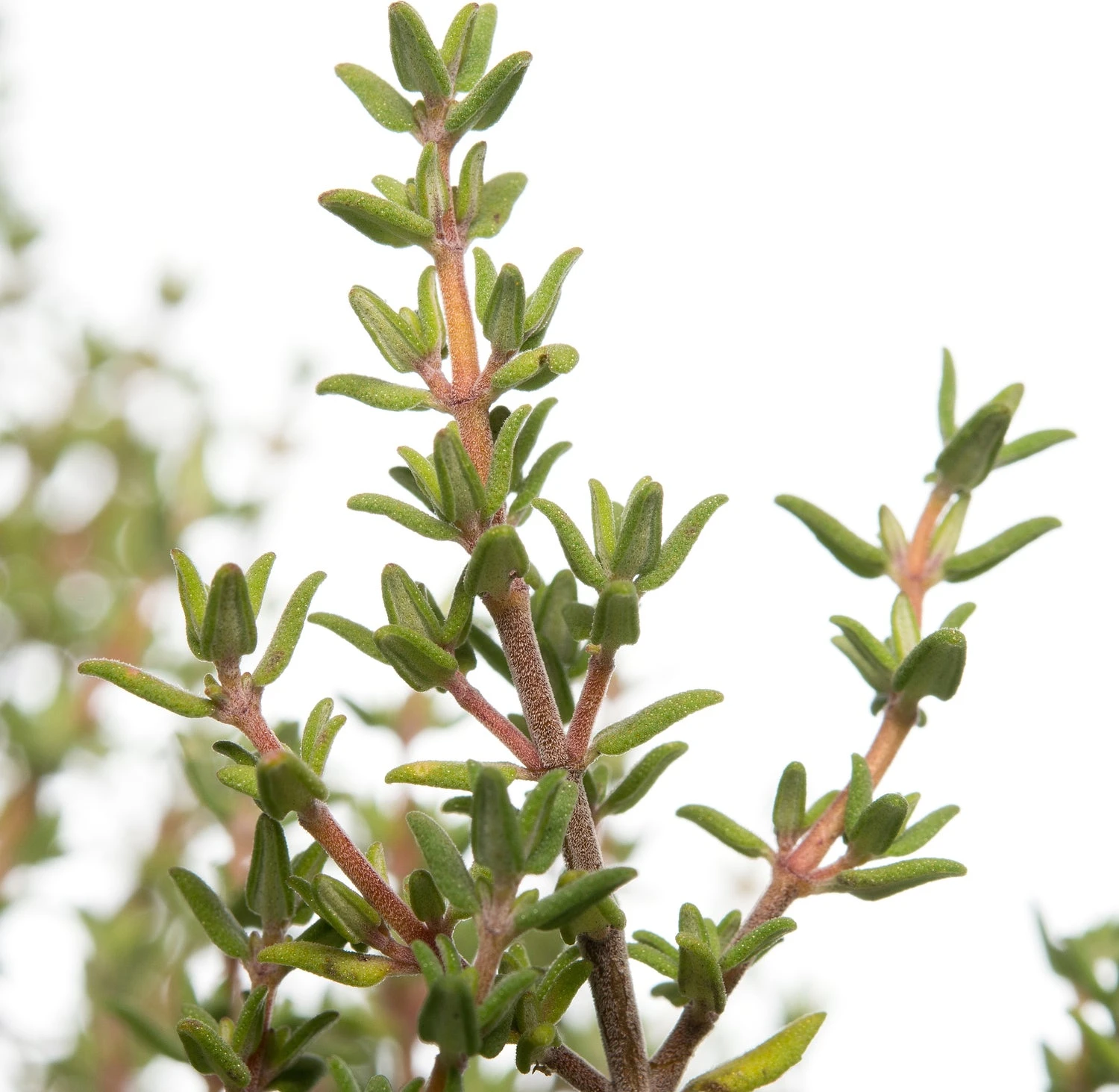 Tijm (Thymus Vulgare 'Compactus') D 11 H 10 Cm 4 Tijm (Thymus Vulgare 'Compactus') D 11 H 10 Cm - Afbeelding 2