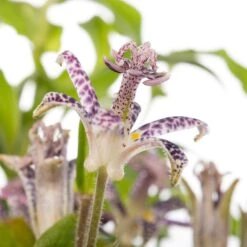 Paddenlelie (Tricyrtis Hirta) D 11 H 10 Cm 5 Paddenlelie (Tricyrtis Hirta) D 11 H 10 Cm -Tuin Planten Winkel 8713469779449 2