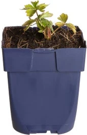 Kogelbloem (Trollius 'Orange Princess') D 11 H 70 Cm 3 Kogelbloem (Trollius 'Orange Princess') D 11 H 70 Cm