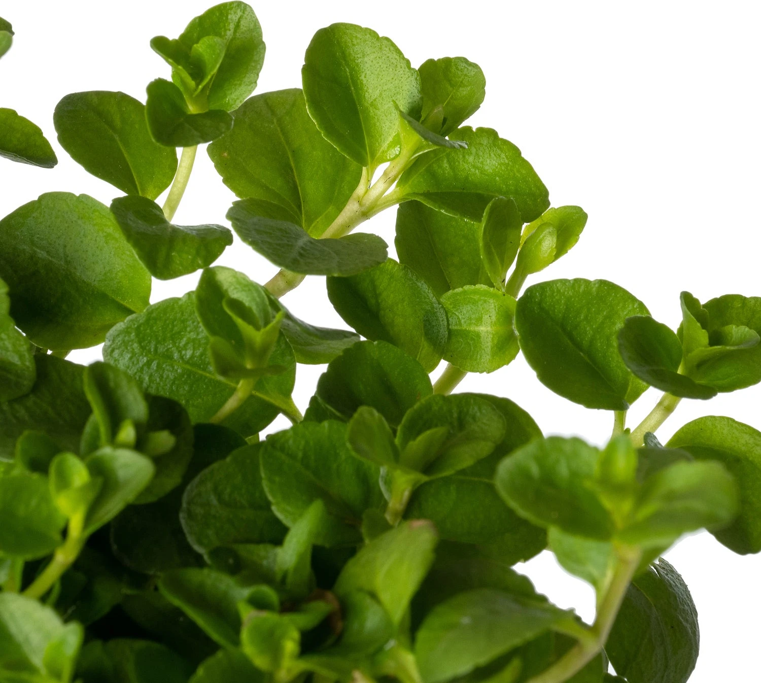 Ereprijs (Veronica Spicata 'Alba') D 11 H 50 Cm 3 Ereprijs (Veronica Spicata 'Alba') D 11 H 50 Cm