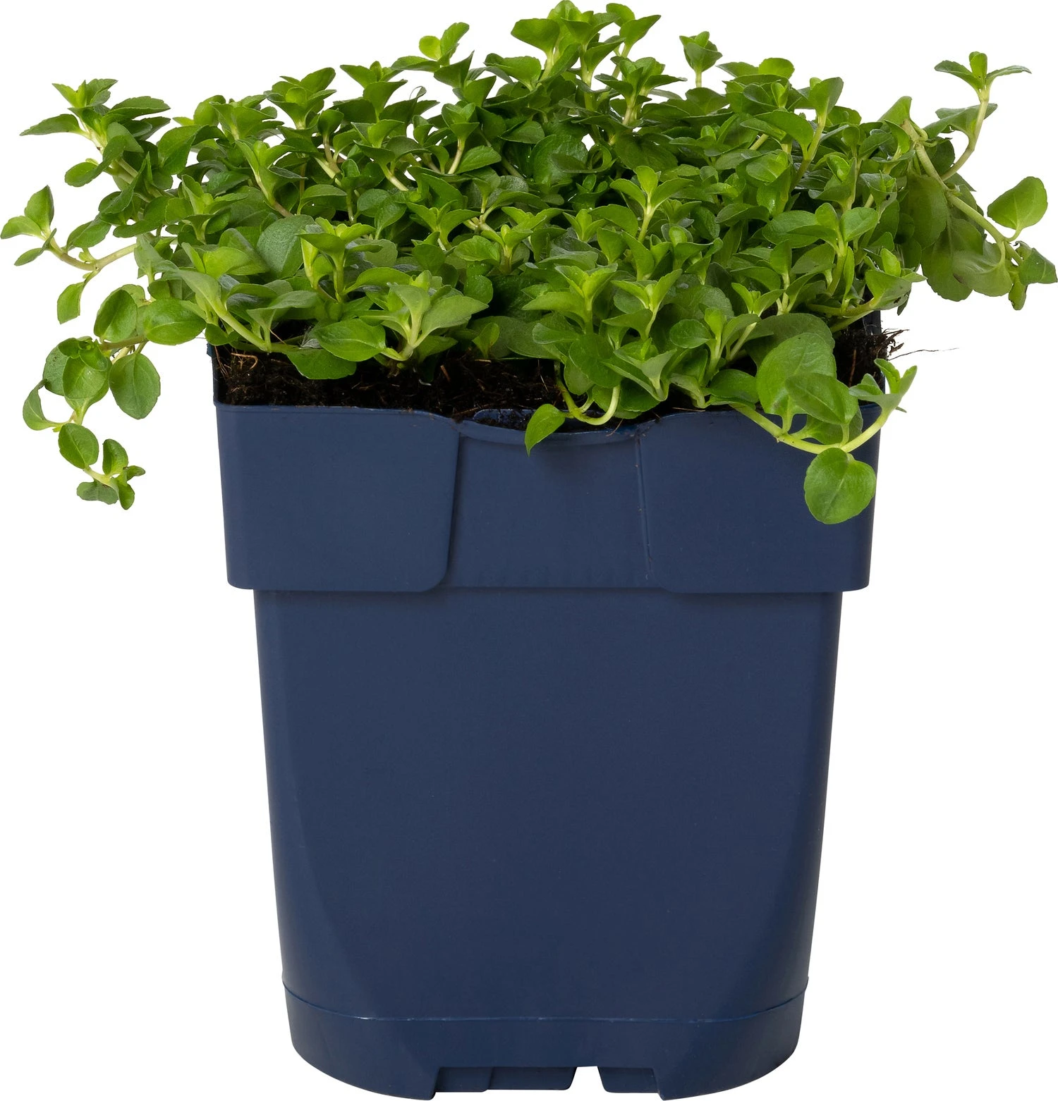 Ereprijs (Veronica Spicata 'Alba') D 11 H 50 Cm 4 Ereprijs (Veronica Spicata 'Alba') D 11 H 50 Cm - Afbeelding 2